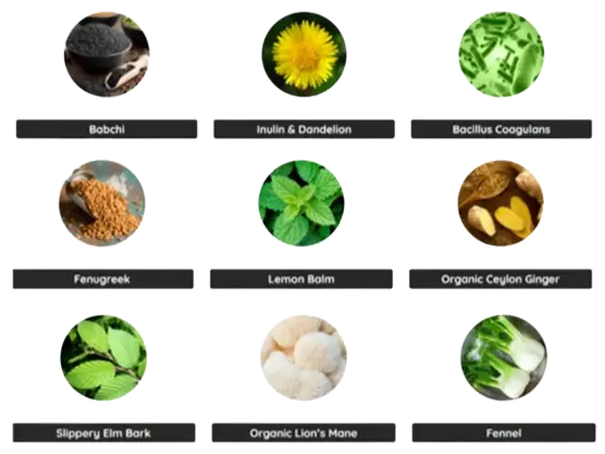 Neotonics Ingredients